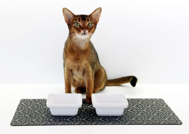 Bowsers quality ceramic cat bowl