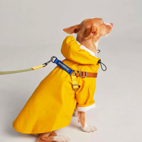 Raincoat with a hoodie on a chihuahua that's stylish and high quality.