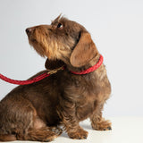 Small dog Dachshund wearing red leather dog collar