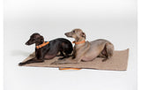 Two large breed dogs on a travel dog bed and mat