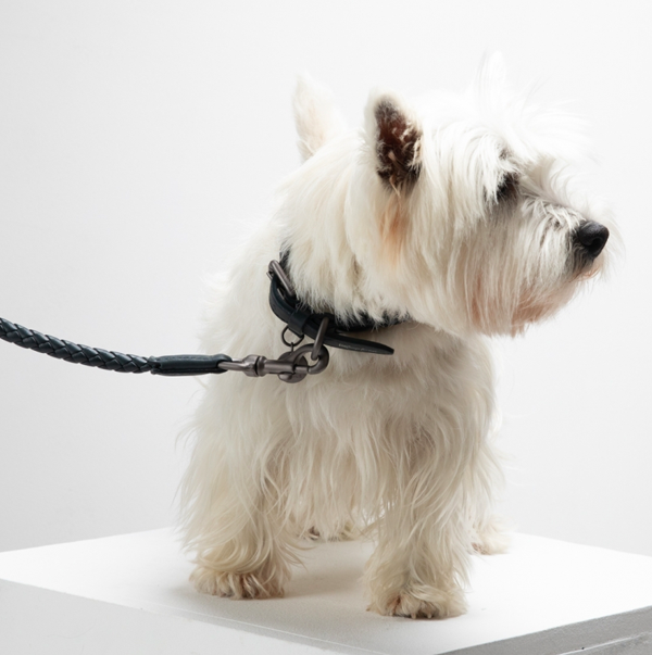 Terrier dog wearing black leather dog leash and collar from Italy