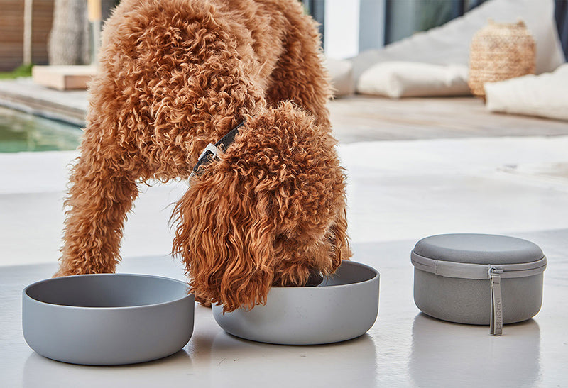 Poodle eating from stylish Miacara travel dog bolws