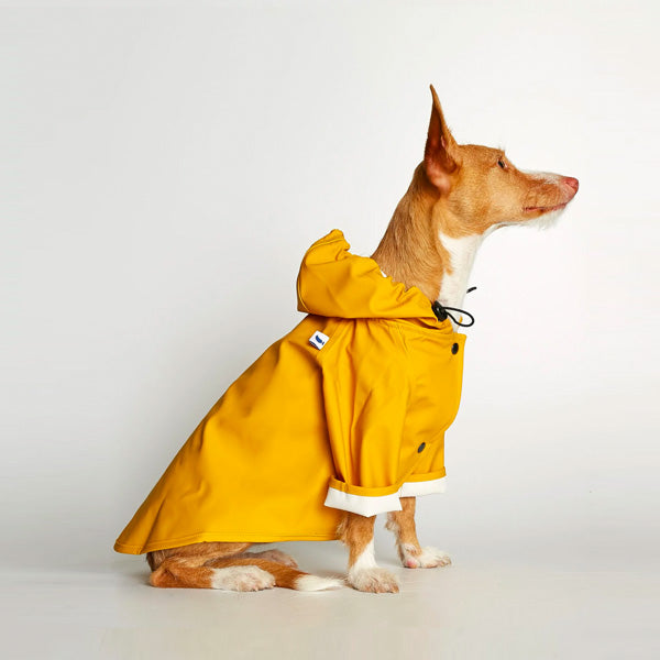 Luxury dog clothes on a cute dog wearing waterproof raincoat.