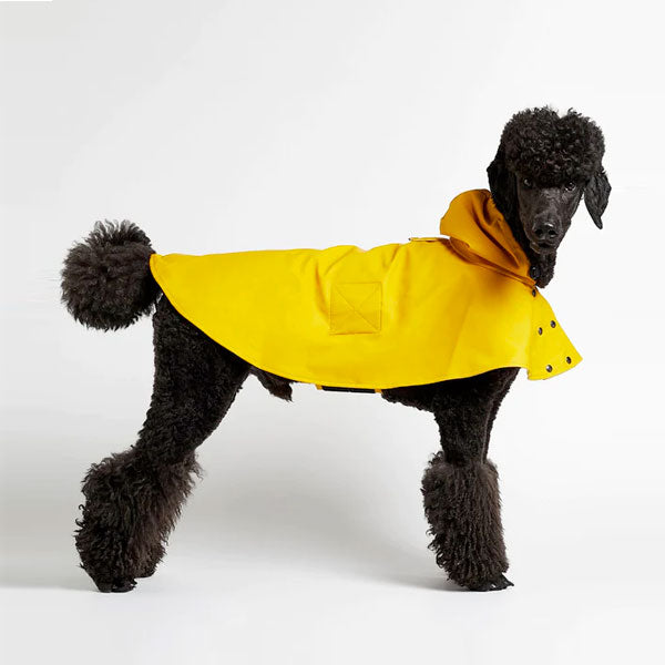 Standard poodle with yellow rain jacket as a cape