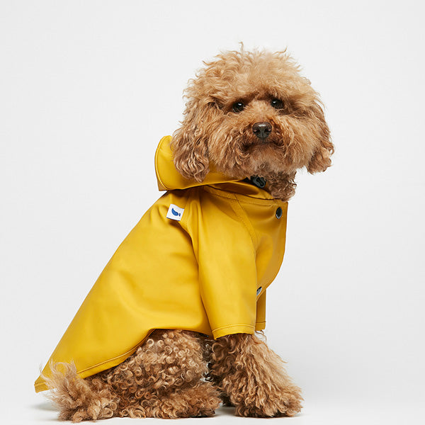 Poodle wearing a cute waterproof rainjacket with a hoodie.