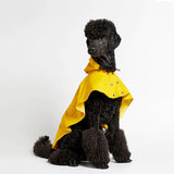 Large dog poodle with yellow raincoat jacket