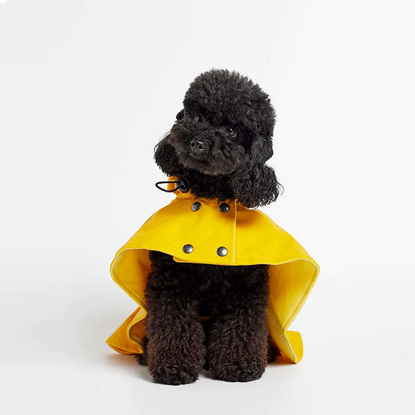 Small dog with a waterproof yellow rain jacket